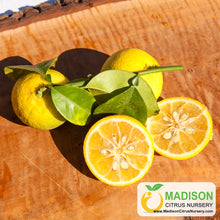 Load image into Gallery viewer, Kabosu Papeda Tree