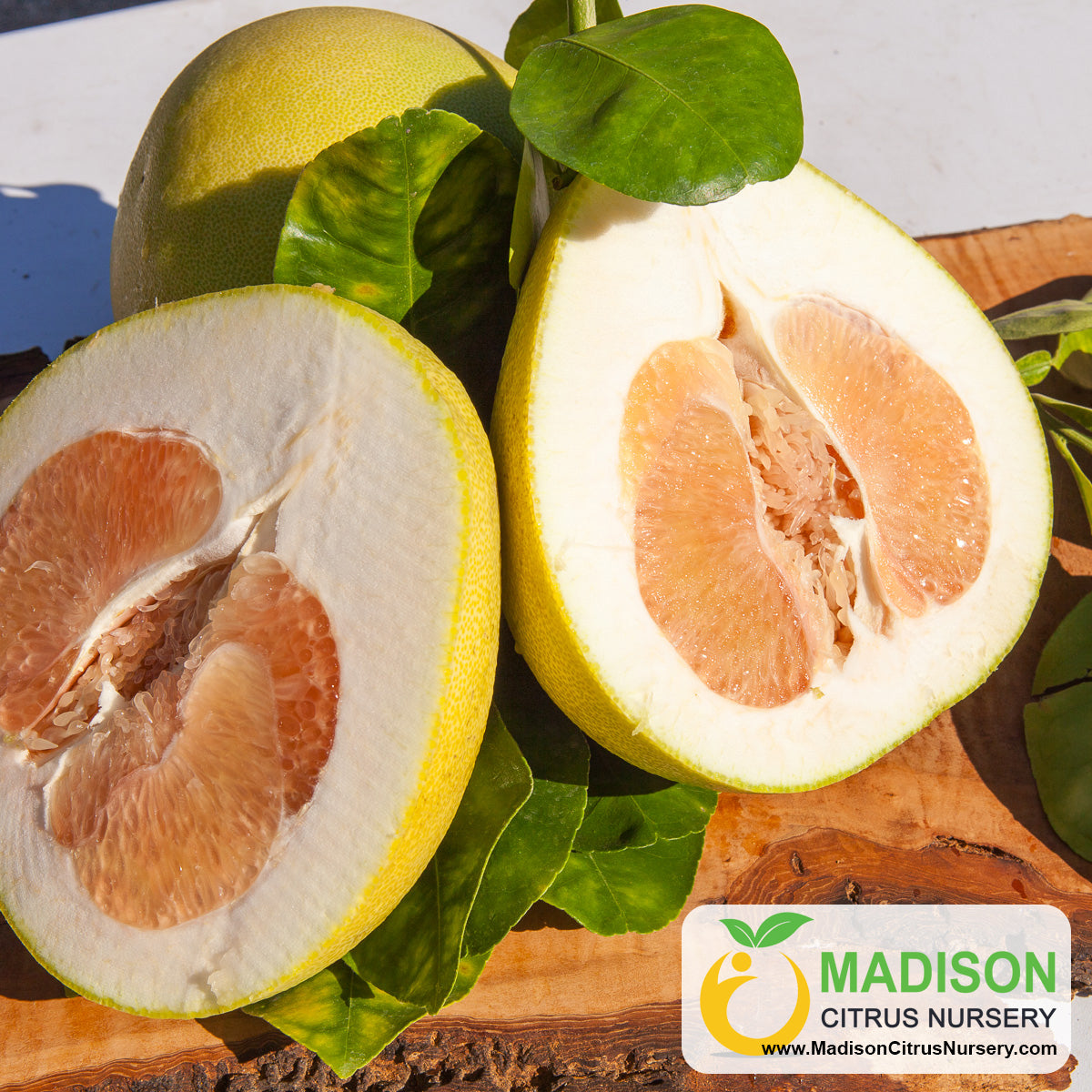 Large Pink Pummelo Trees for Sale - MadisonCitrusNursery.com