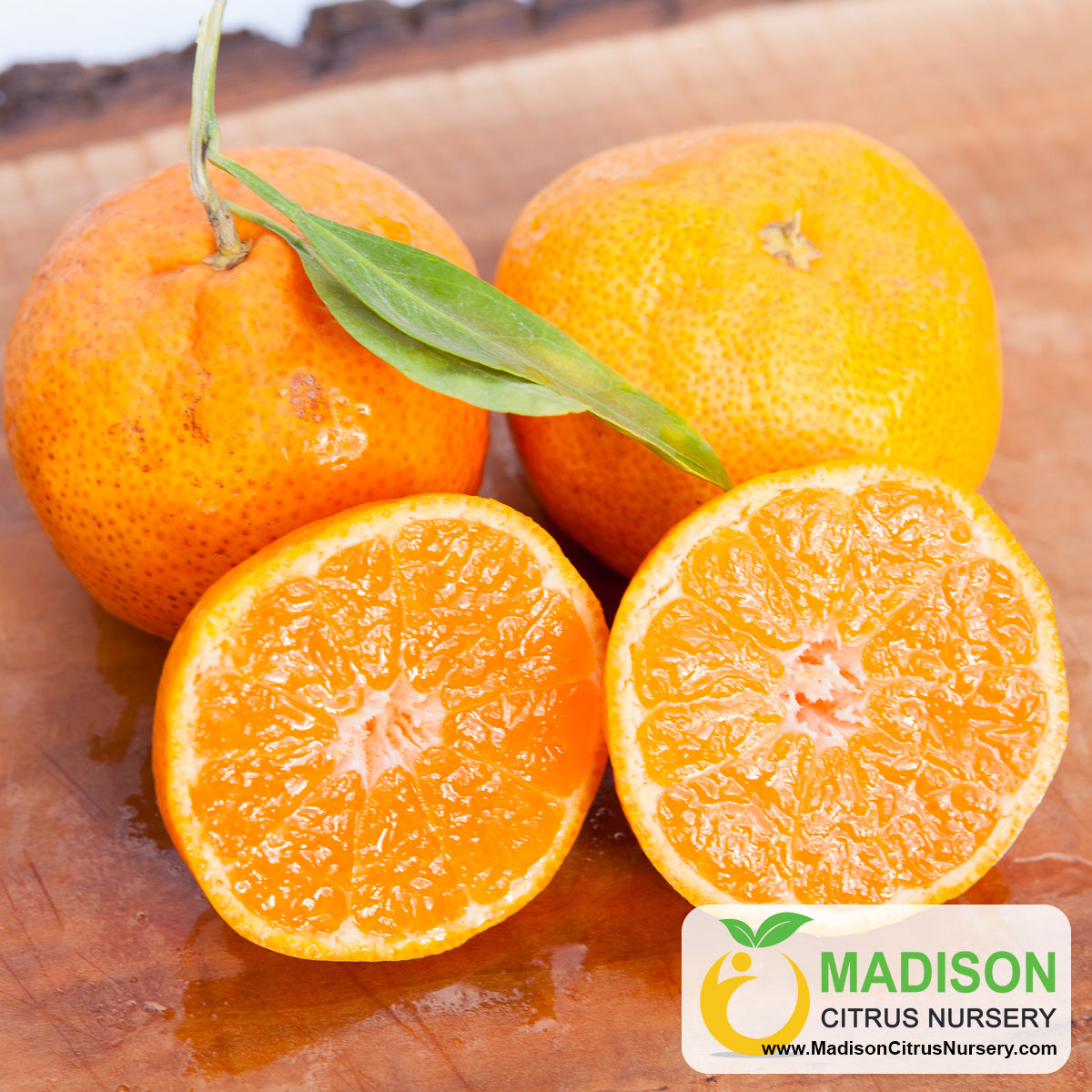 Miyagawa Satsuma Trees for Sale Madison