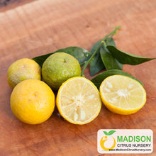 Load image into Gallery viewer, Nasnaran Mandarin Tree