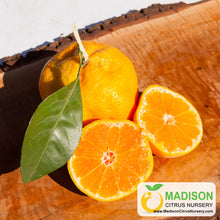 Load image into Gallery viewer, Okitsu Wase Satsuma Tree