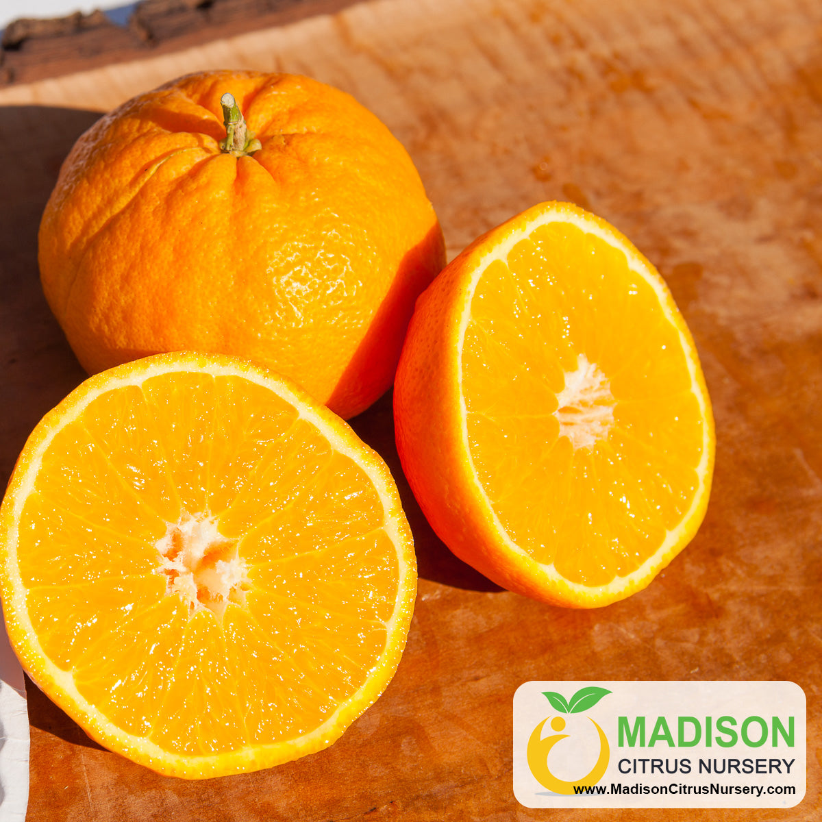 Orlando Mandarin Trees for Sale Madison