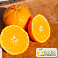 Load image into Gallery viewer, Orlando Mandarin Tree