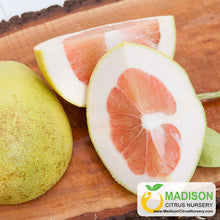 Load image into Gallery viewer, Pink Sensation Pummelo Tree