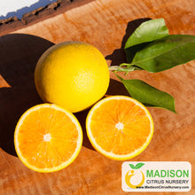 Load image into Gallery viewer, Sanguinelli Blood Orange Tree