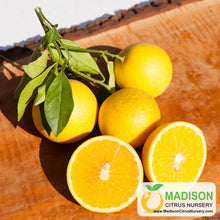 Load image into Gallery viewer, Sanguinello A Pignu Blood Orange Tree