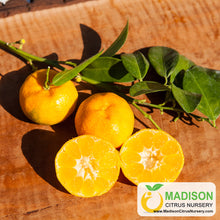 Load image into Gallery viewer, Shekwasha Citrus Tree