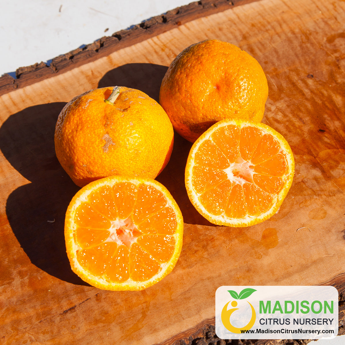 Shirokolistvennyi "Shiro" Satsuma Trees for Sale Madison Citrus Nursery