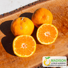 Load image into Gallery viewer, Shirokolistvennyi Satsuma Tree "Shiro"