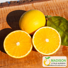 Load image into Gallery viewer, Tarocco Blood Orange Tree