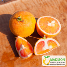 Load image into Gallery viewer, Vaniglia Sanguigno Acidless Sweet Orange