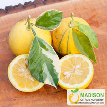 Load image into Gallery viewer, Variegated Sour Orange Tree