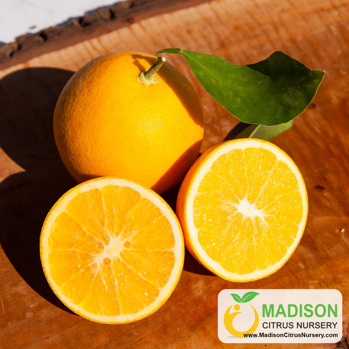 Navel Orange Egyptian Fresh Citrus best Price & High Quality