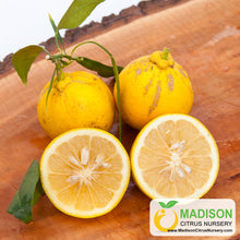 Load image into Gallery viewer, Willowleaf Sour Orange Tree