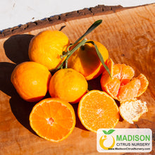 Load image into Gallery viewer, Xie Shan Satsuma Mandarin Tree