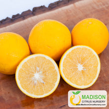 Load image into Gallery viewer, Xinhuicheng Sweet Orange Tree