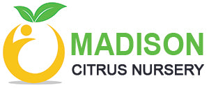 Madison Citrus Nursery