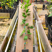 Load image into Gallery viewer, Marrs Early Sweet Orange Tree