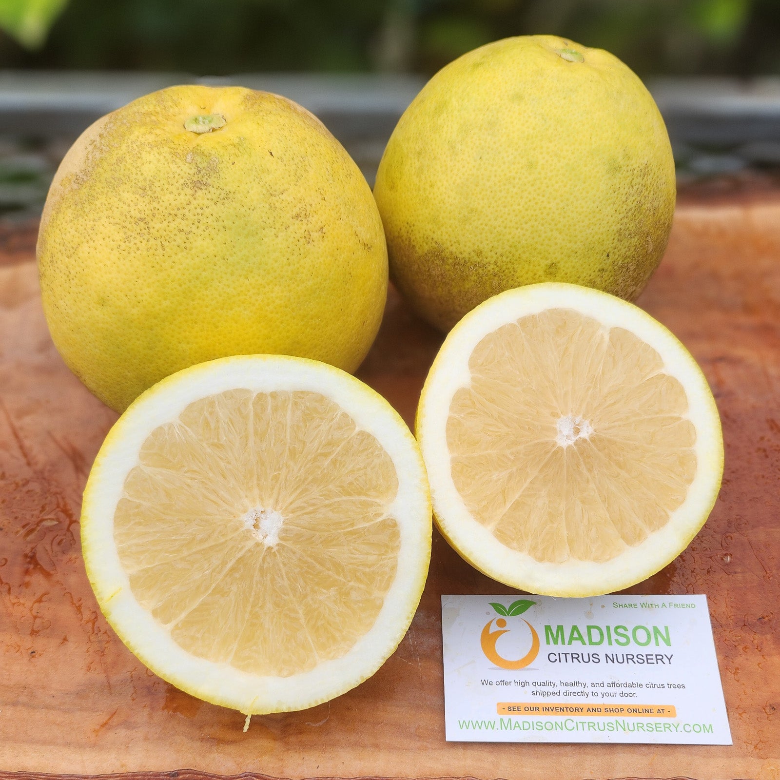 Marsh Grapefruit Tree For Sale - MadisonCitrusNursery.com 
