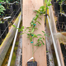 Load image into Gallery viewer, Marumi Kumquat Tree