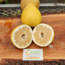 Load image into Gallery viewer, Mato Buntan Pummelo Tree