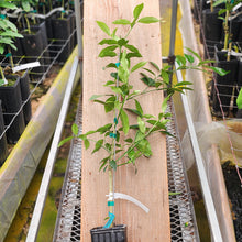 Load image into Gallery viewer, Meiwa Kumquat Tree