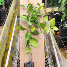 Load image into Gallery viewer, Melogold Grapefruit Tree