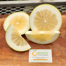 Load image into Gallery viewer, Melogold Grapefruit Tree