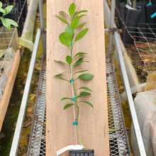 Load image into Gallery viewer, Miho Wase Satsuma Tree