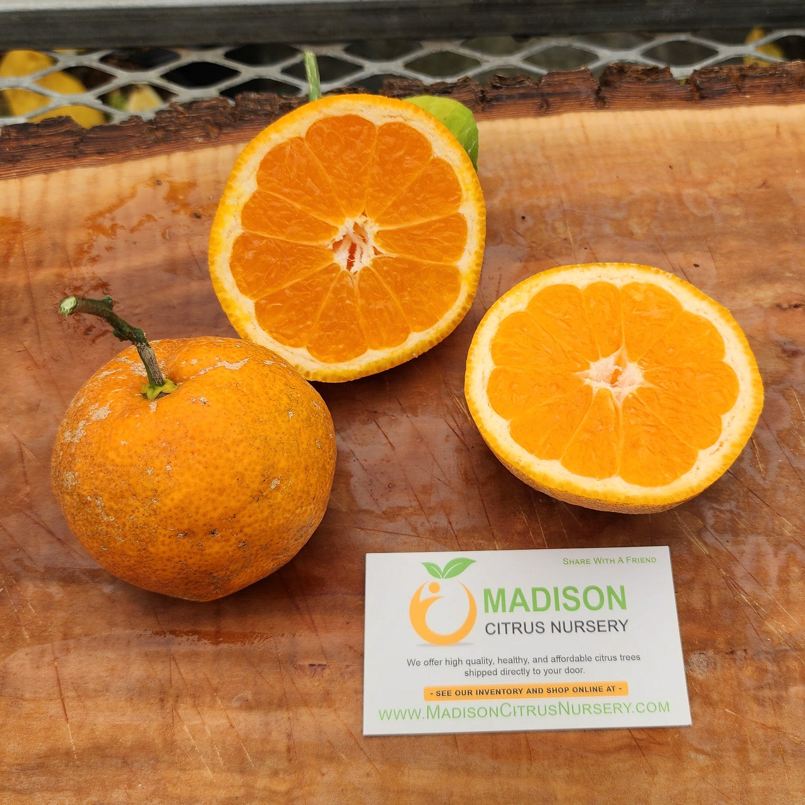 Miho Wase Satsuma Trees for Sale Madison Citrus Nursery