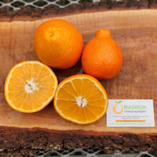 Load image into Gallery viewer, Dwarf Minneola Tangelo "Honeybell" Tree