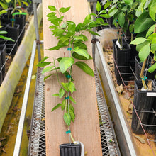 Load image into Gallery viewer, Mottled Minneola Tree