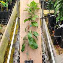 Load image into Gallery viewer, New Zealand Grapefruit Tree