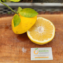Load image into Gallery viewer, New Zealand Grapefruit Tree