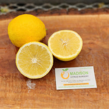 Load image into Gallery viewer, New Zealand Lemonade Tree