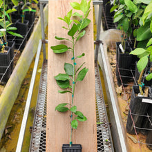 Load image into Gallery viewer, Oroblanco Grapefruit Tree