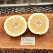 Load image into Gallery viewer, Oroblanco Grapefruit Tree