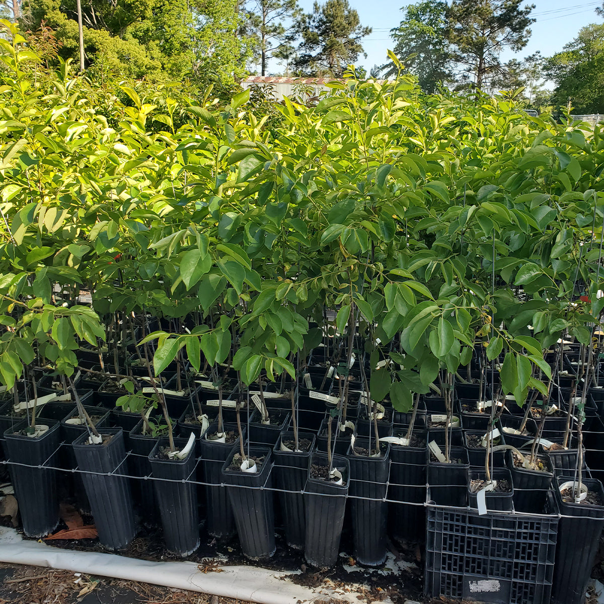 Meyers Seedless Persimmon Tree