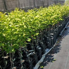 Load image into Gallery viewer, Saijo Persimmon Tree