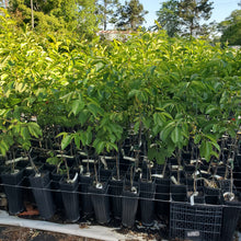 Load image into Gallery viewer, Saijo Persimmon Tree