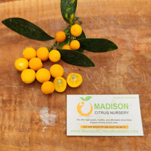 Load image into Gallery viewer, Procimequat Kumquat Hybrid Tree