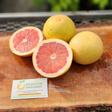 Load image into Gallery viewer, Rio Red Grapefruit Tree