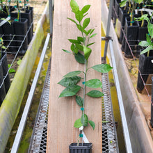 Load image into Gallery viewer, Roble Sweet Orange Tree