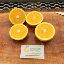 Load image into Gallery viewer, Roble Sweet Orange Tree