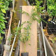 Load image into Gallery viewer, Round Lime Tree