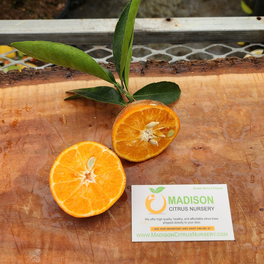 Rubidoux Mandarin Tree