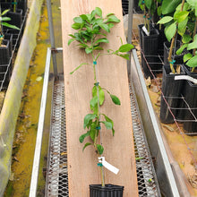 Load image into Gallery viewer, Ruby Red Grapefruit Tree