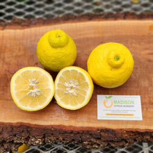 Load image into Gallery viewer, Sanbokan Lemon Tree