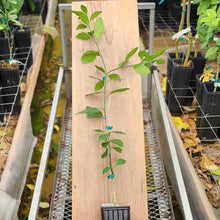 Load image into Gallery viewer, Shirokolistvennyi Satsuma Tree "Shiro"