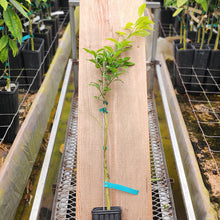 Load image into Gallery viewer, Sinton Citrangequat Tree